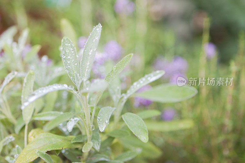 花园里的鼠尾草