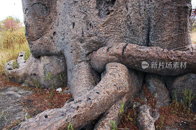 博茨瓦纳:猴面包树的根