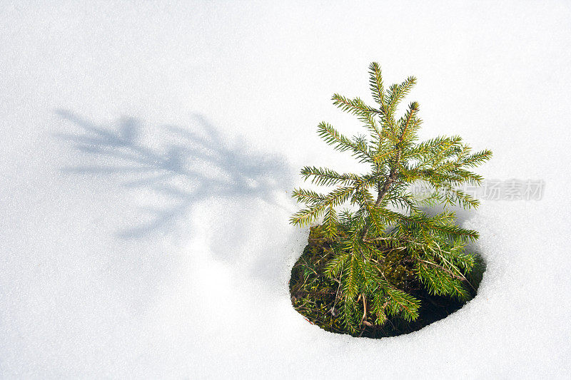 年轻的冷杉树在雪