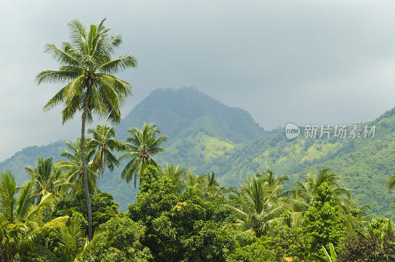 印度尼西亚巴厘岛高地上的丛林和棕榈树