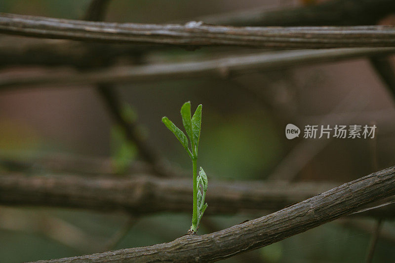 年轻的发芽