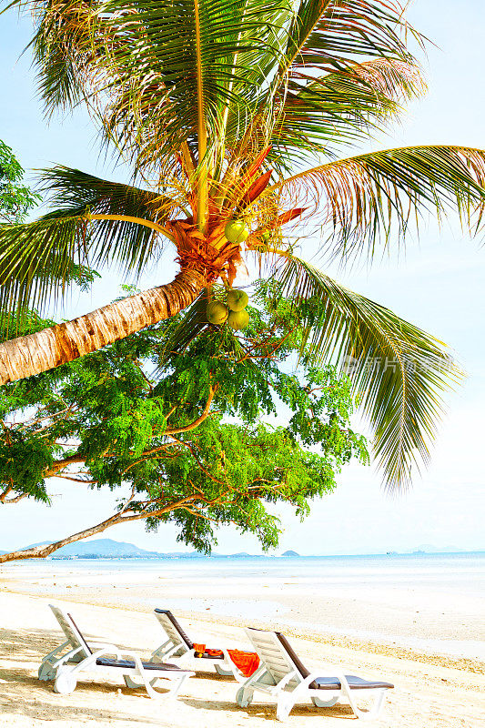 苏梅岛的椰子树和日光浴椅