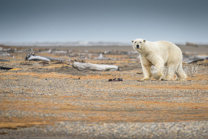 北极熊在阿拉斯加的陆地上行走