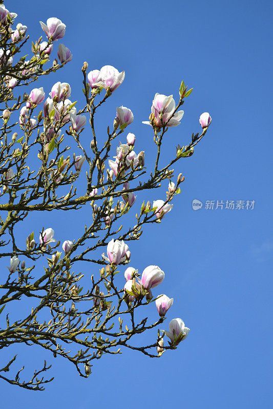 木兰的花