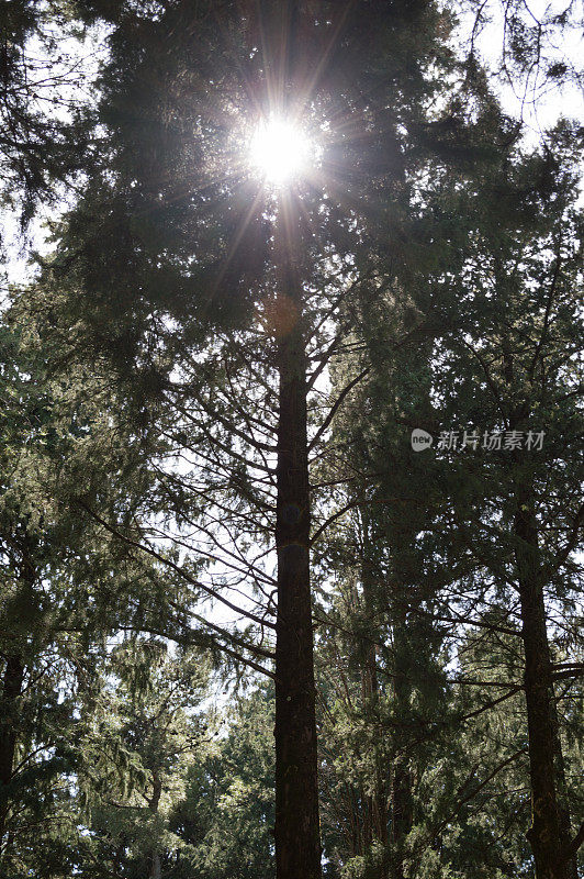 阳光穿透自然云杉森林在日出