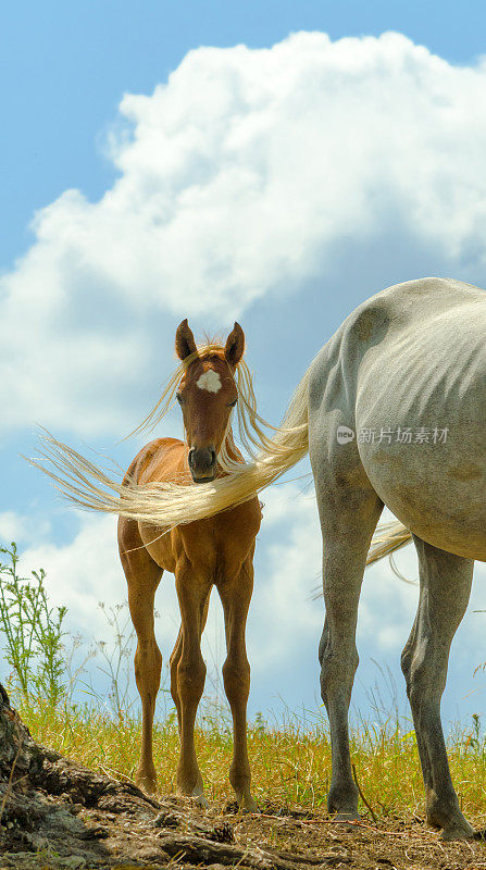 阿拉伯马爱-小马驹和母亲在草地上