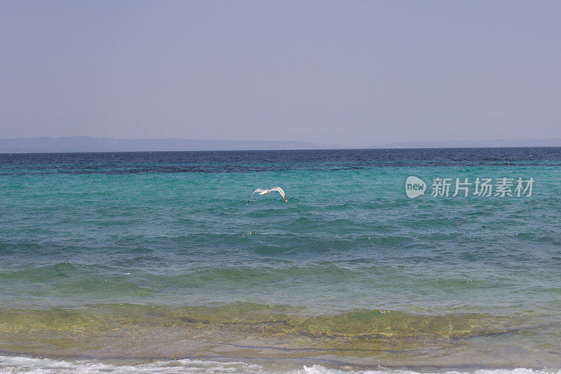 海滩上的海鸥