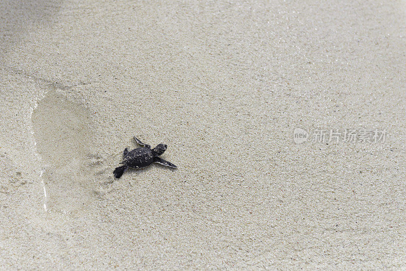 小海龟奔向大海