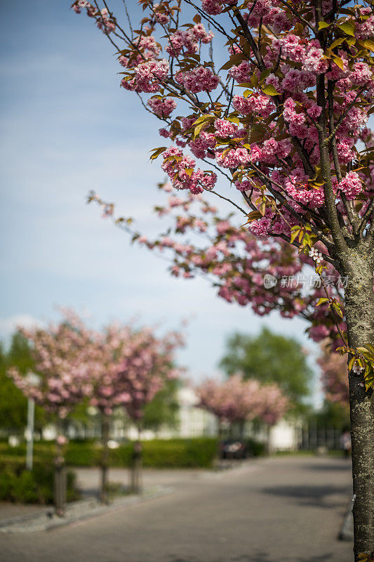 丹麦哥本哈根工业区的樱花