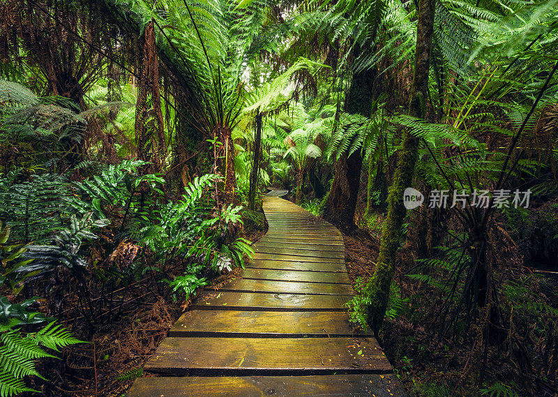 雨林人行道