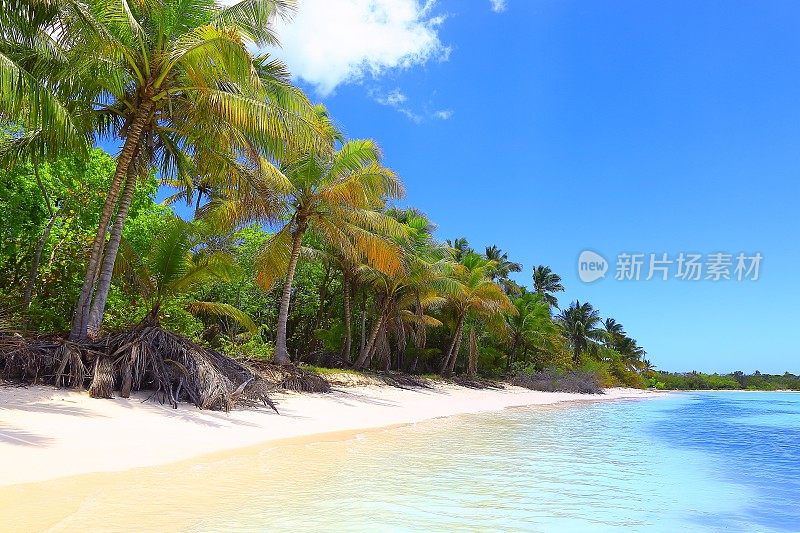 热带天堂:蓝绿色的加勒比海滩梦幻风景，白色的沙滩，棕榈树