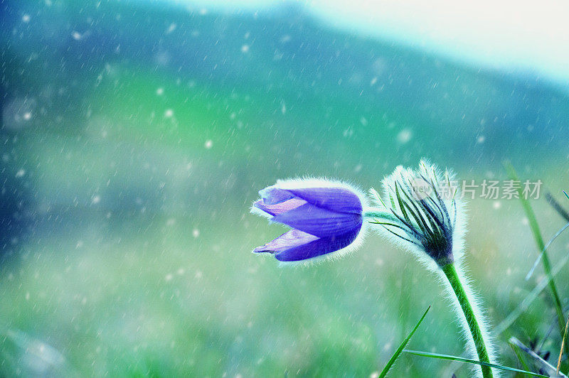 白头翁花上的晚春雪