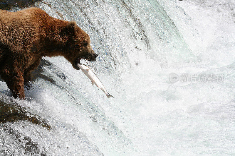 在布鲁克斯瀑布，鱼飞进了熊的嘴里。