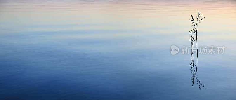 日落时分，平静的湖面上的芦苇叶片