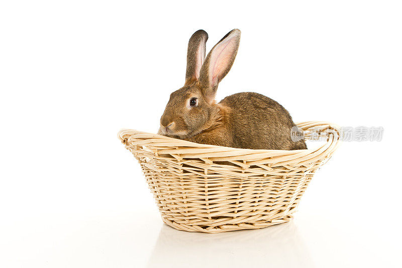 篮子里的兔子