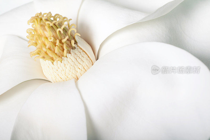 温柔的白玉兰花