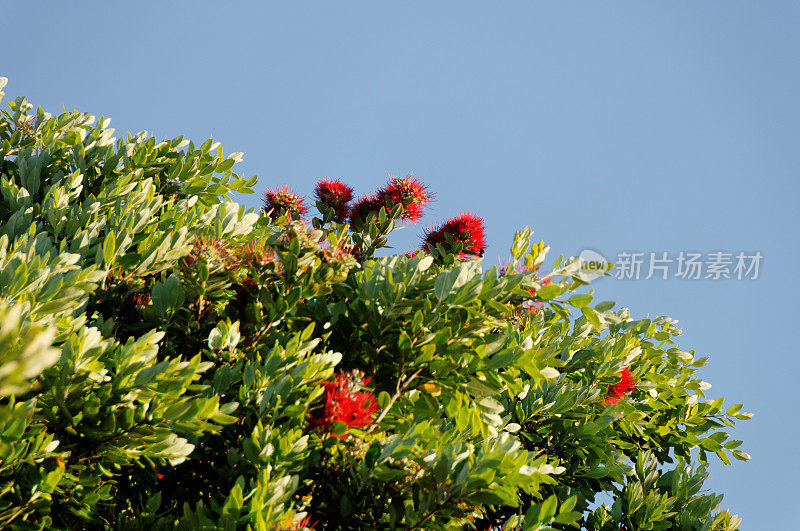 波胡图卡瓦树开花