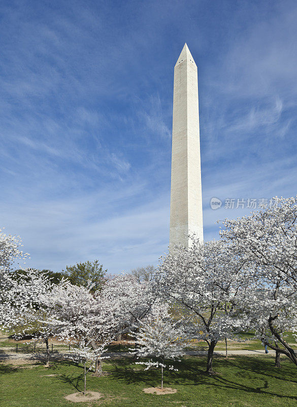 樱花盛开的华盛顿纪念碑
