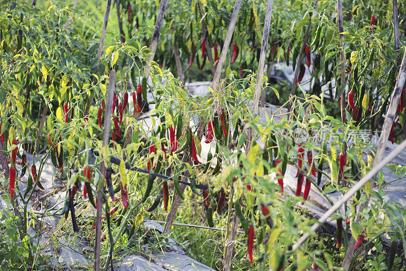 种植红辣椒