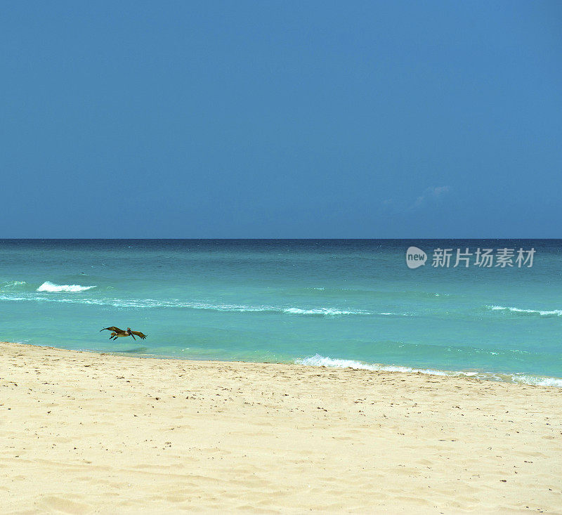 飞翔的鹈鹕和海滩