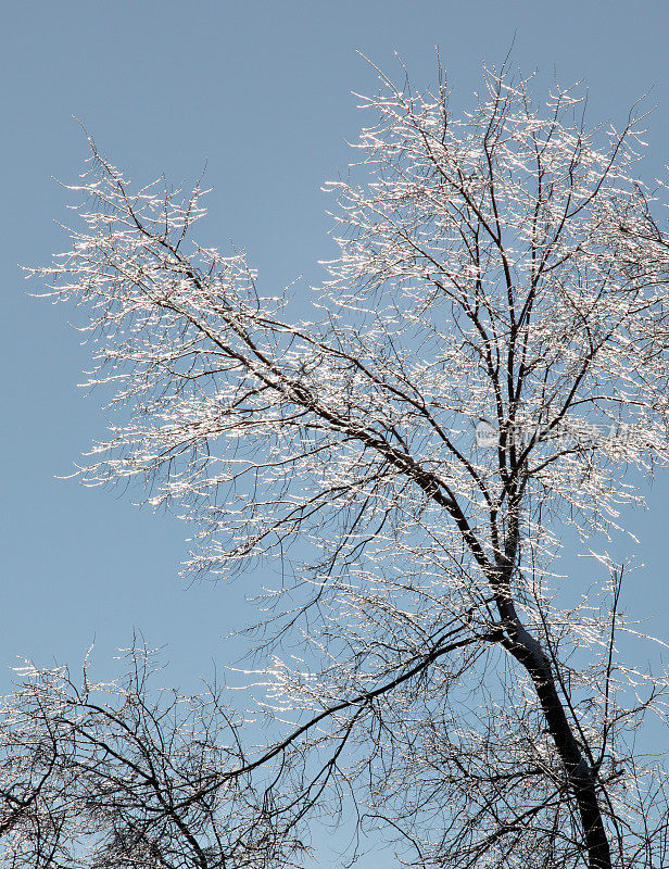 冬天被冰覆盖的树顶
