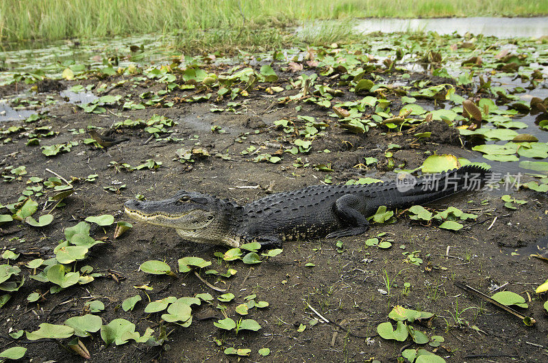 沼泽中的短吻鳄