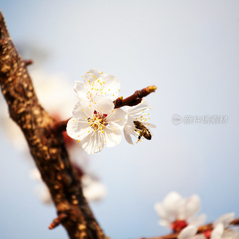 春天的花朵和蜜蜂