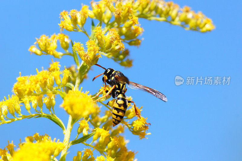 金棒黄蜂