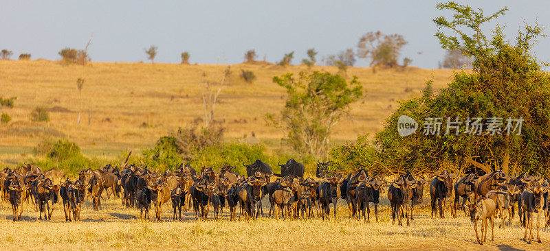 非洲坦桑尼亚塞伦盖蒂国家公园的角马群