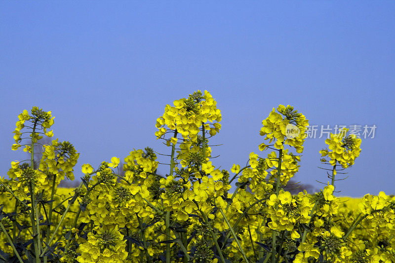 油菜的花