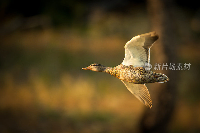 在黄石公园飞行的蓝翅鸭