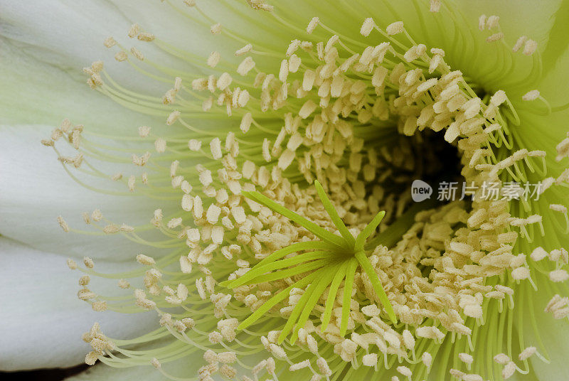 秘鲁火炬仙人掌开花