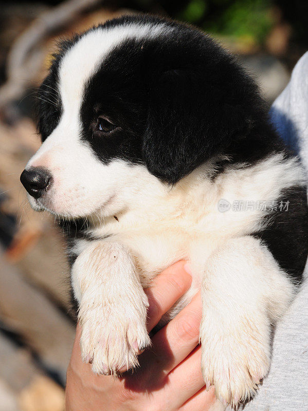 可爱的边境牧羊犬幼犬