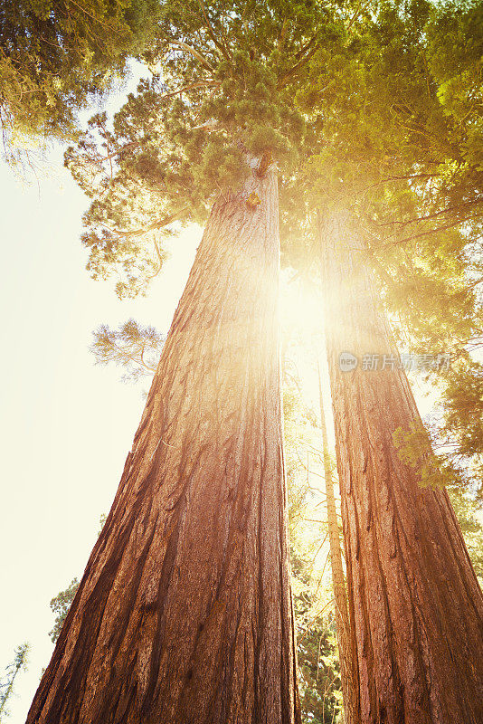 国家公园里的老红杉树——加州