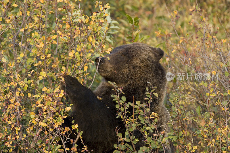 喂食灰熊，怀俄明州