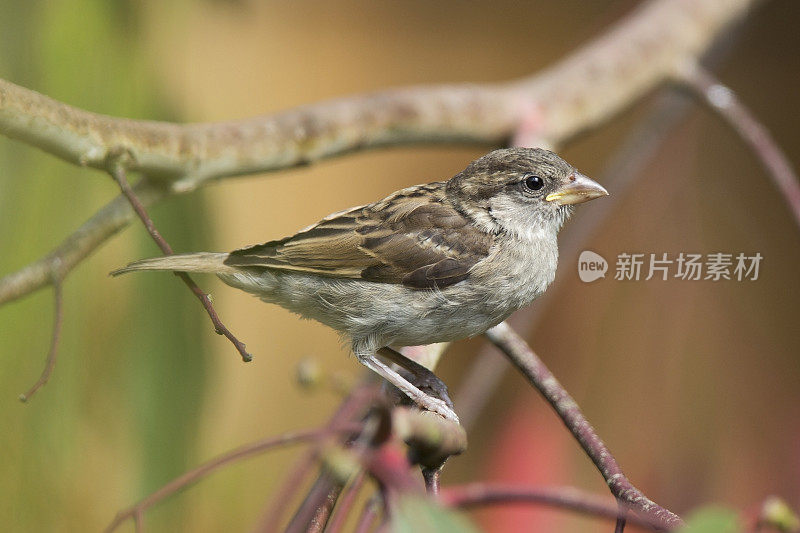 家麻雀少年(家麻雀)