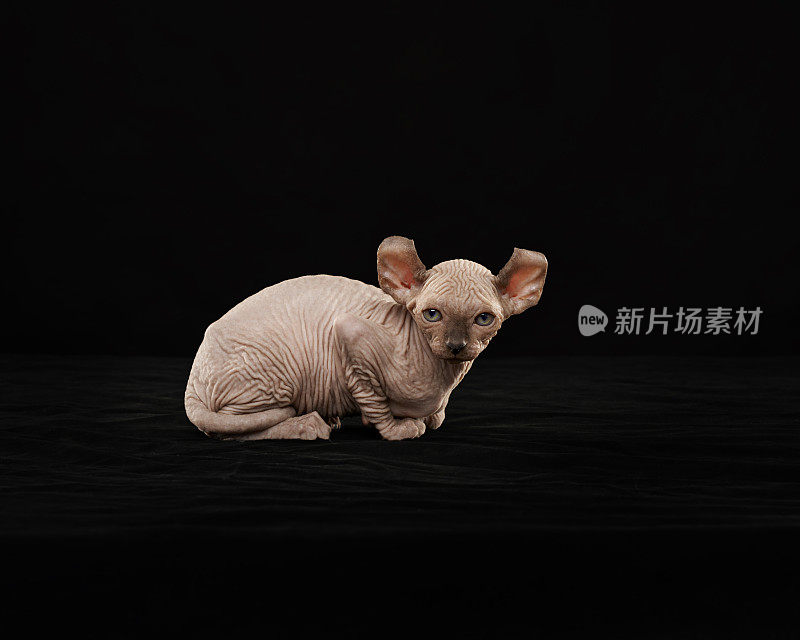 Sphynx猫