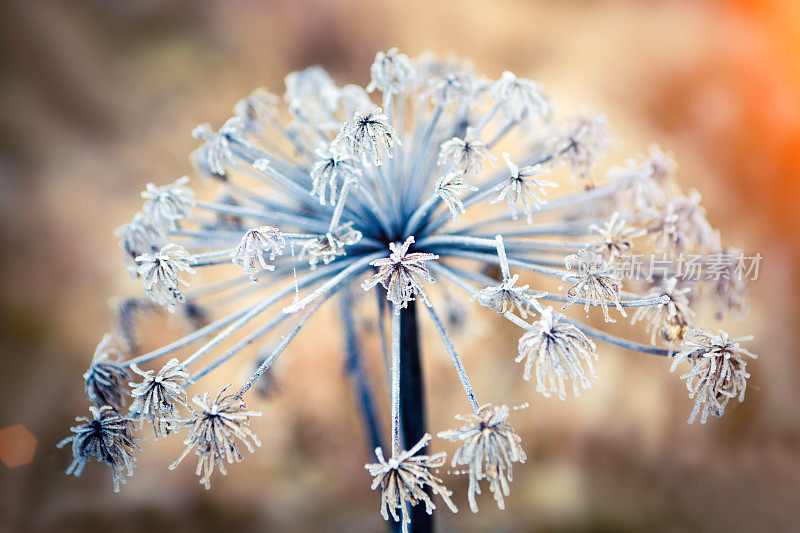 水晶花