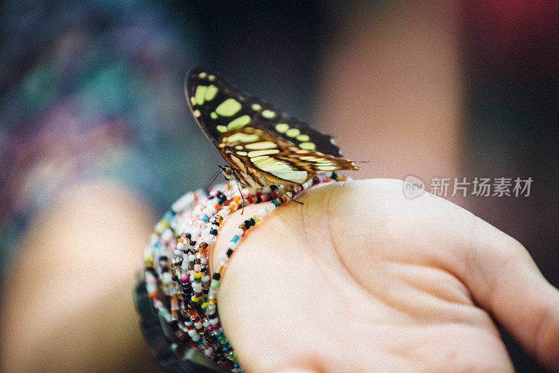 蝴蝶在女人的手上的特写照片