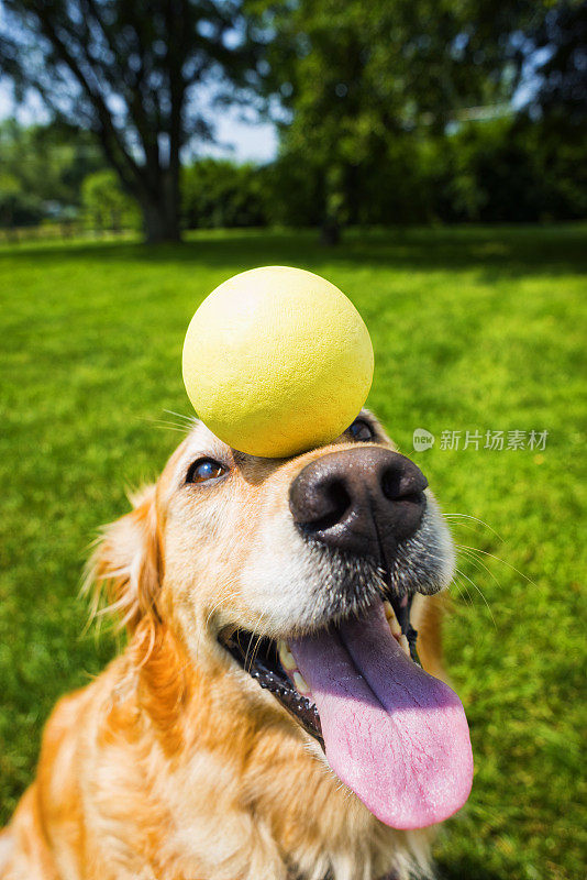 金毛猎犬在鼻子上平衡着一个球