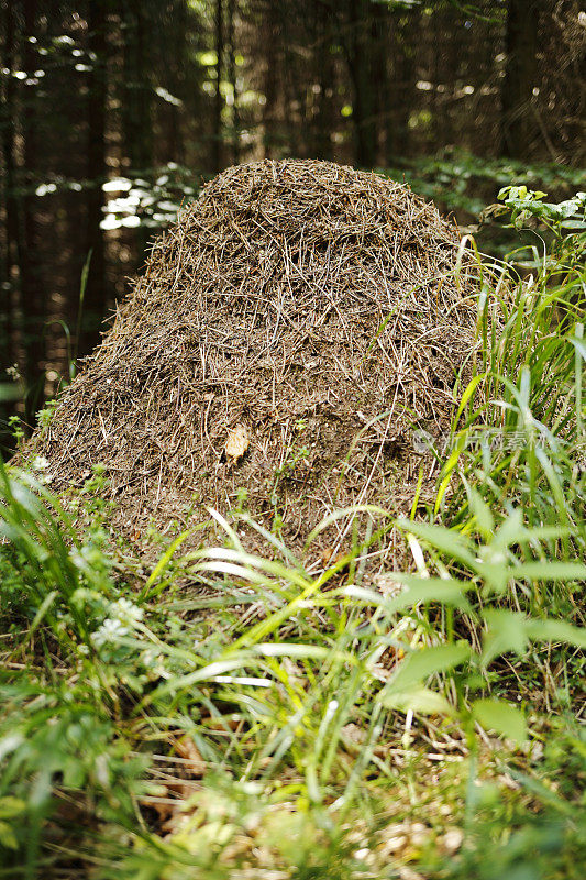 森林中的蚁群