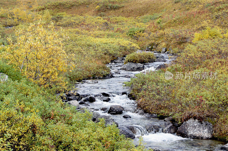 荒野小溪在阿拉斯加秋天的颜色
