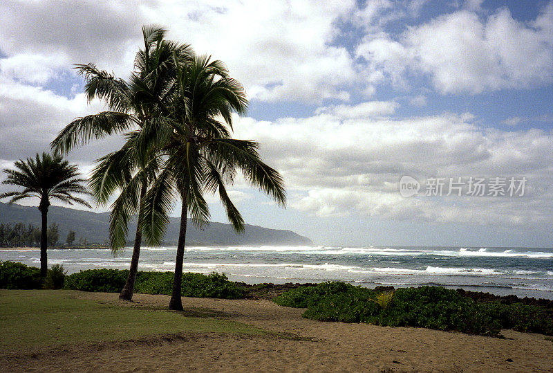 瓦胡岛北岸的棕榈树