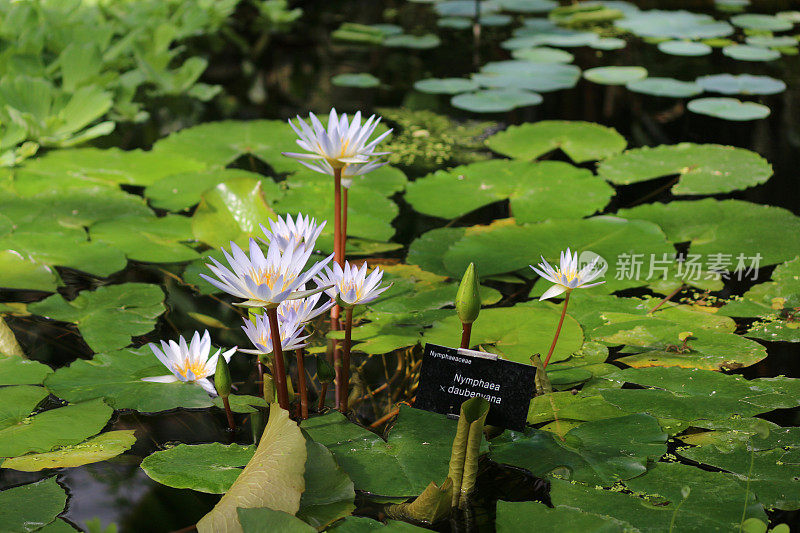 睡莲(睡莲属热带睡莲)的星形白花图像