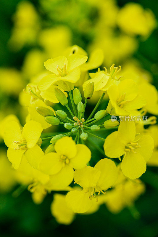 油菜花细节