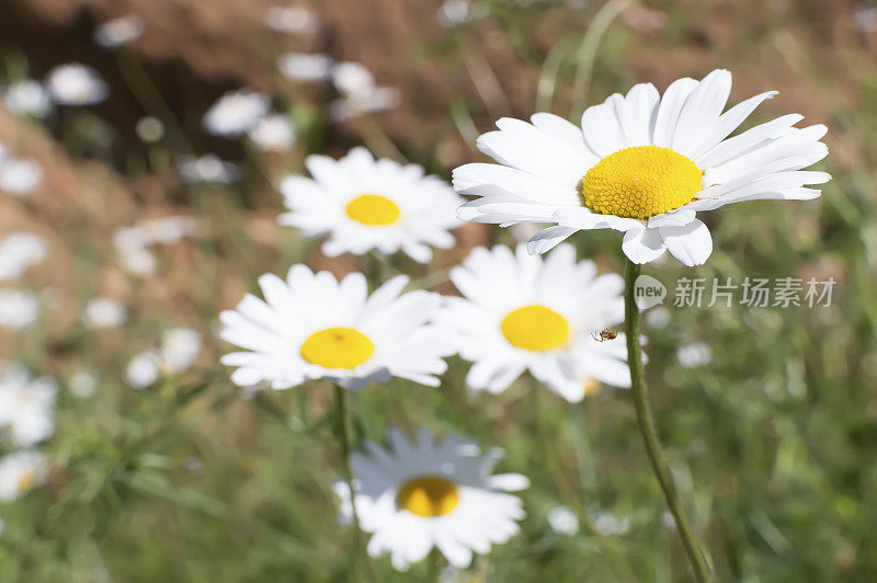 野花，蓝天为背景