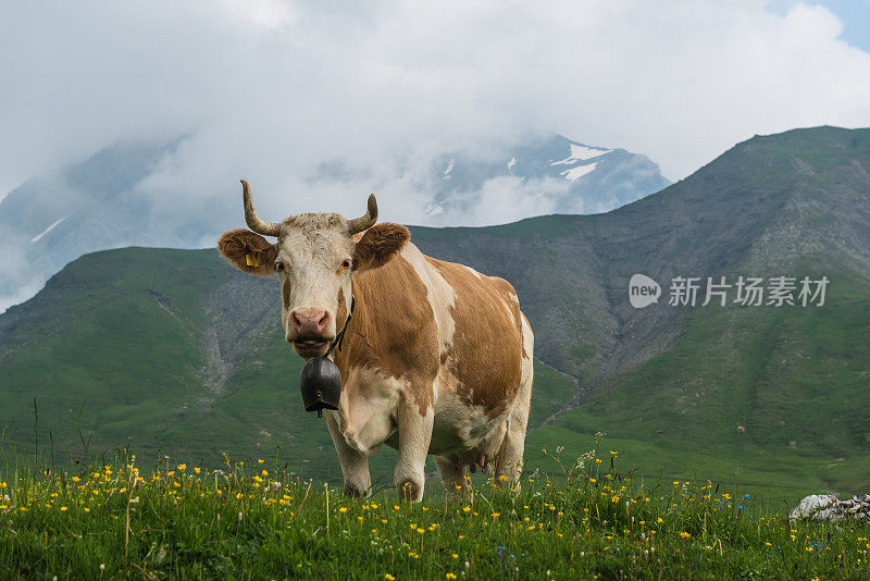 西门塔尔牛的牛