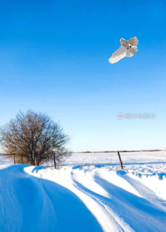 雪鸮在蓝天和雪堆中飞翔