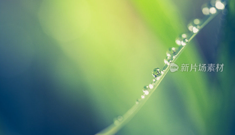 绿叶上的雨滴或露珠