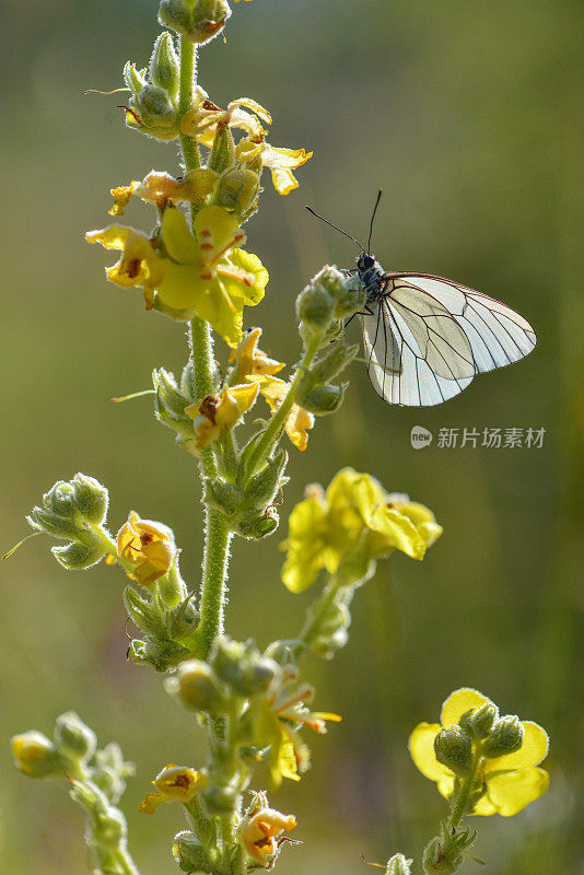 花上的蝴蝶